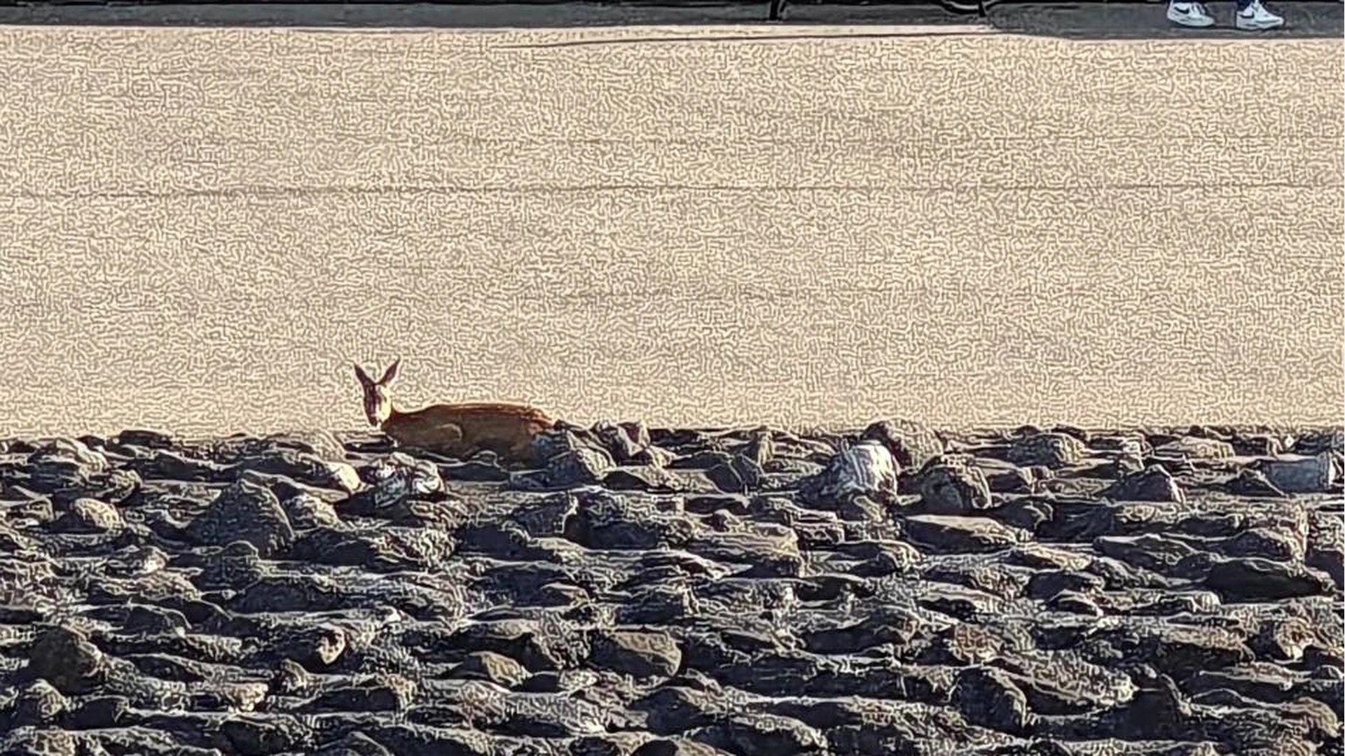 Ree uit Westerschelde gered bij Boulevard de Ruyter Vlissingen
