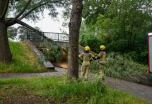 Afgebroken tak blokkeert fietstunnel bij Buitenhavenpad