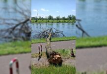 Omgevallen boom blokkeert fietspad langs Kanaal door Walcheren