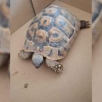Eigenaar gezocht van aangetroffen Griekse landschildpad in Vlissingen