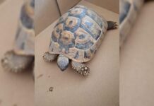 Eigenaar gezocht van aangetroffen Griekse landschildpad in Vlissingen